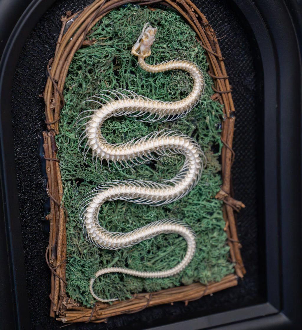 Gothic Snake Skeleton Art