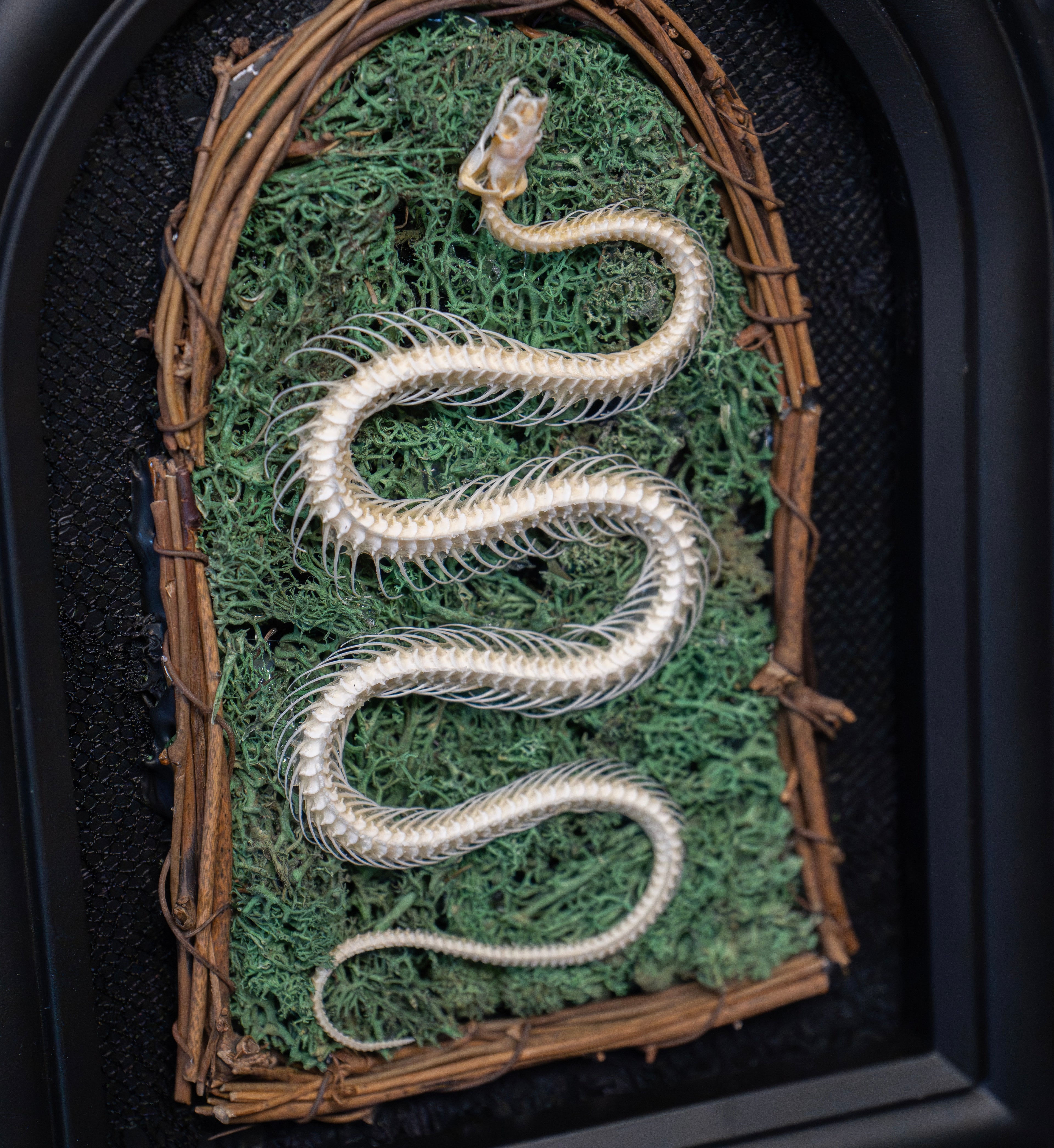 Gothic Snake Skeleton Art