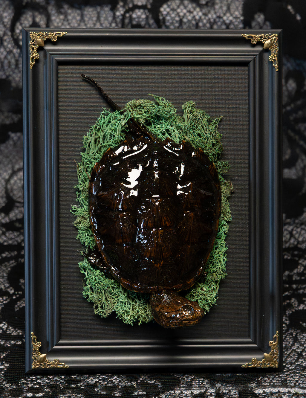Gothic Preserved Turtle Wall Art