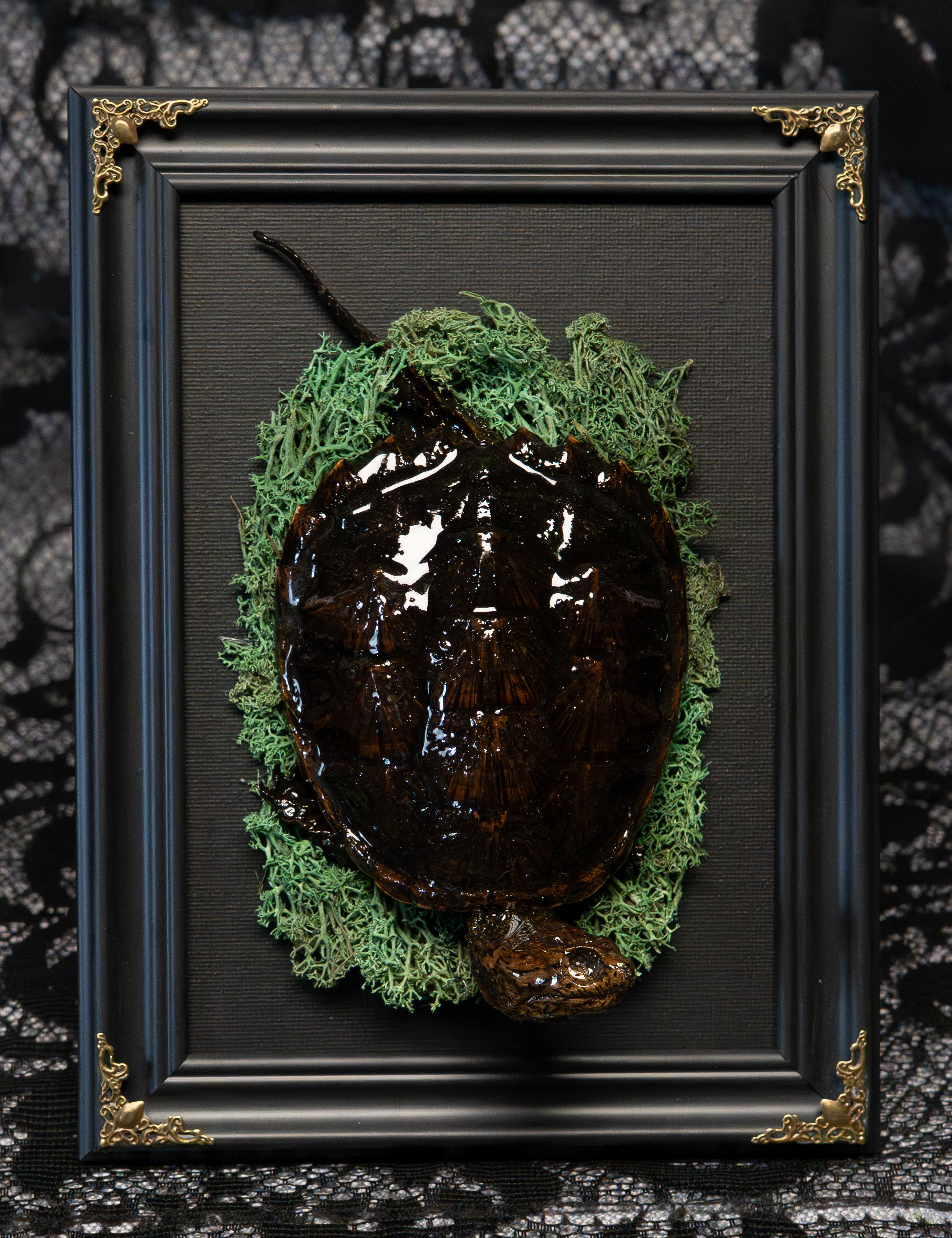Gothic Preserved Turtle Wall Art