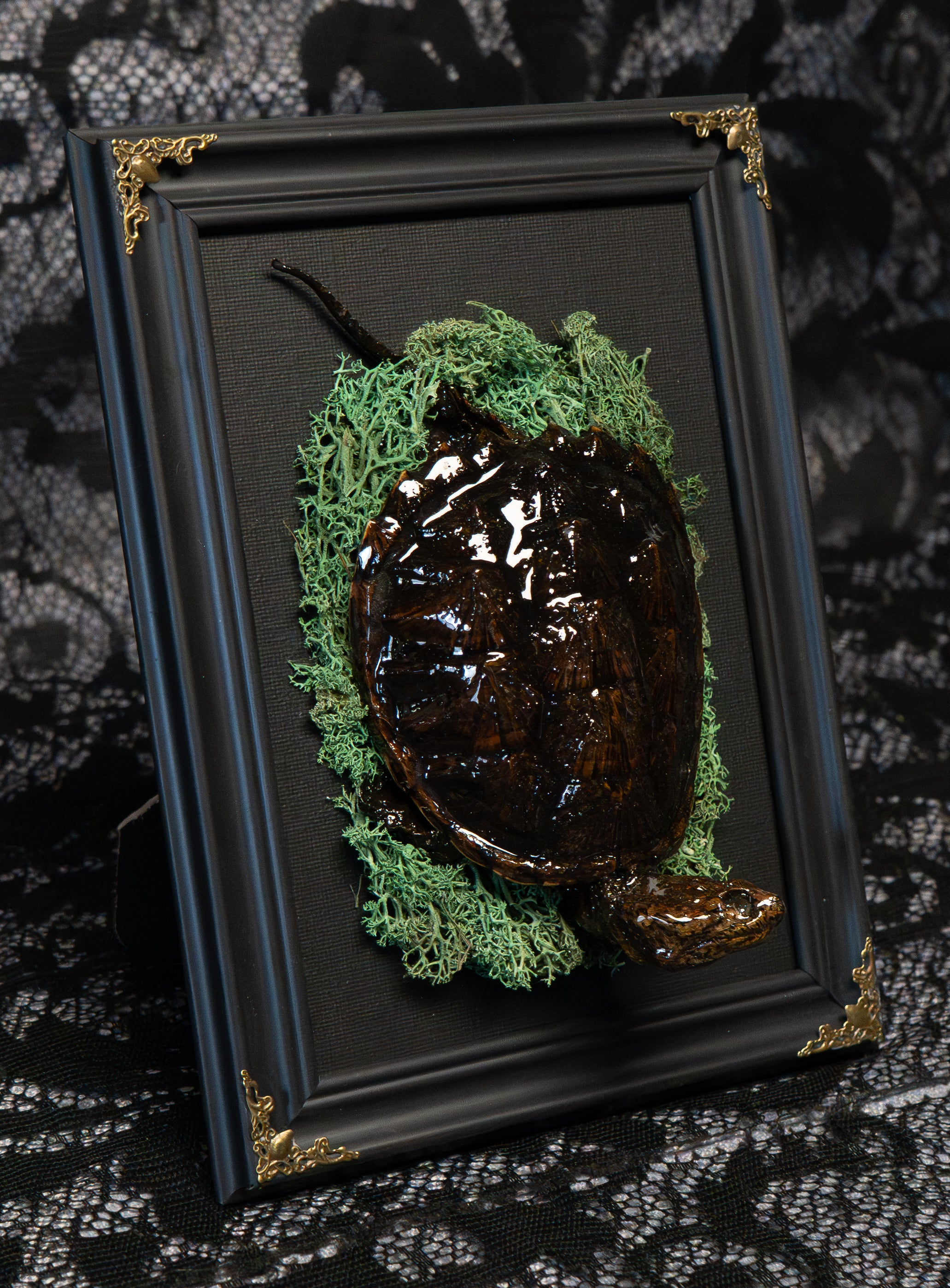 Gothic Preserved Turtle Wall Art