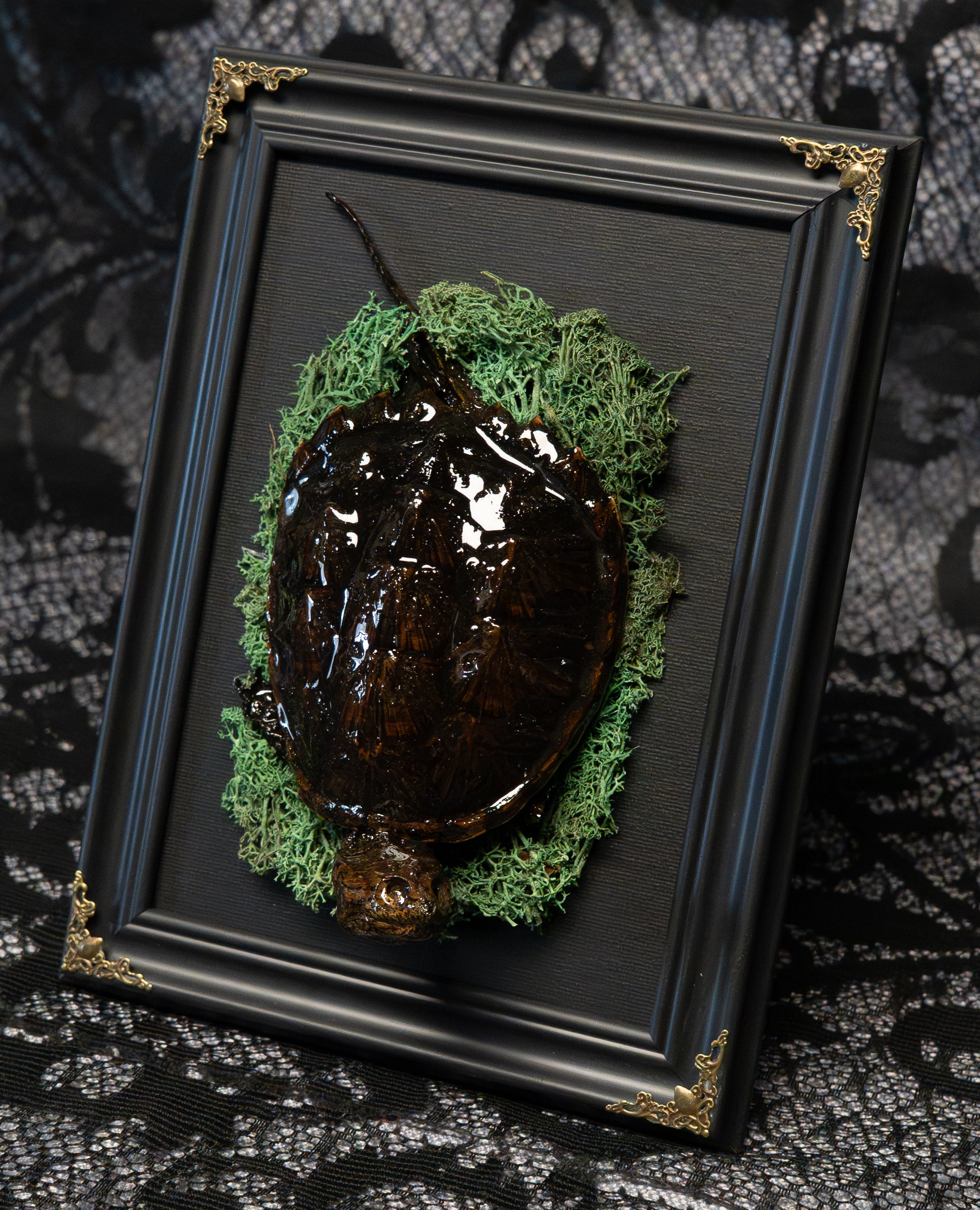 Gothic Preserved Turtle Wall Art