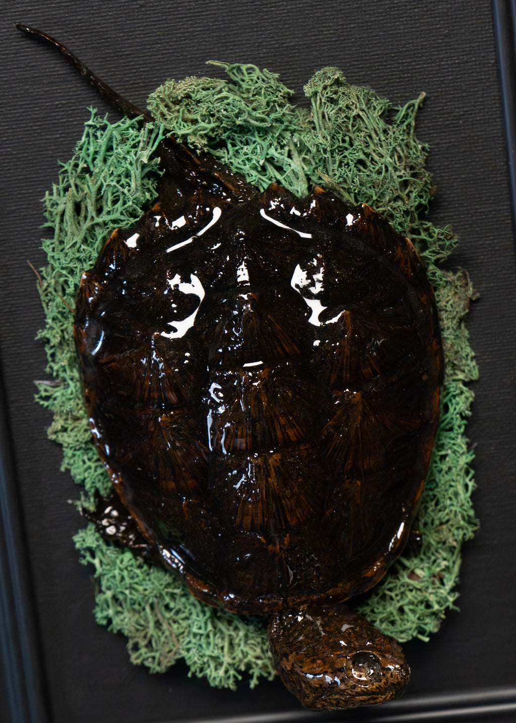 Gothic Preserved Turtle Wall Art
