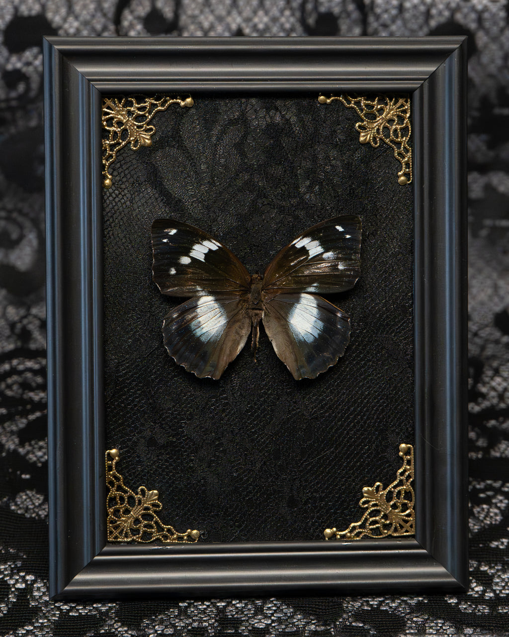 Gothic Butterfly Frame