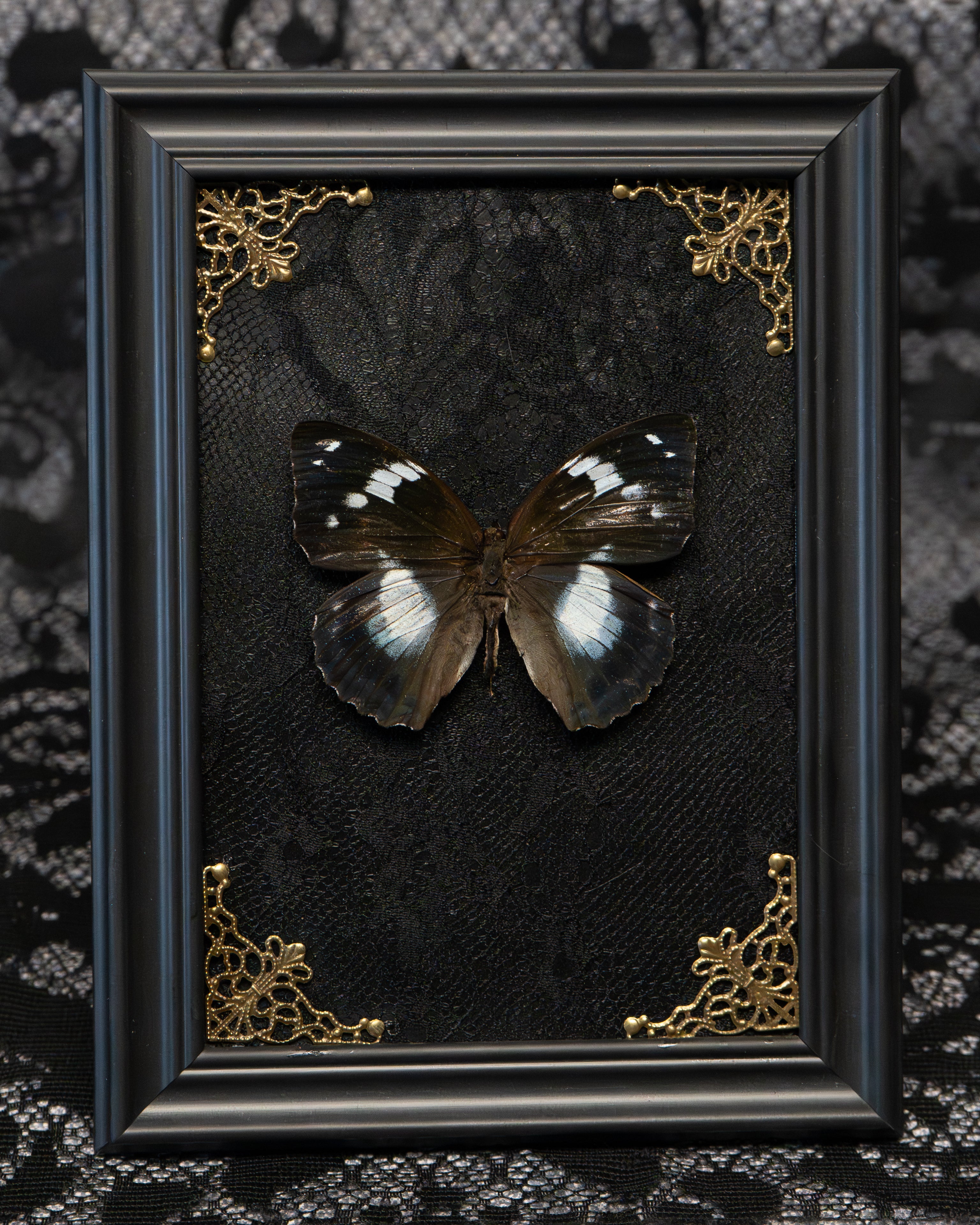 Gothic Butterfly Frame