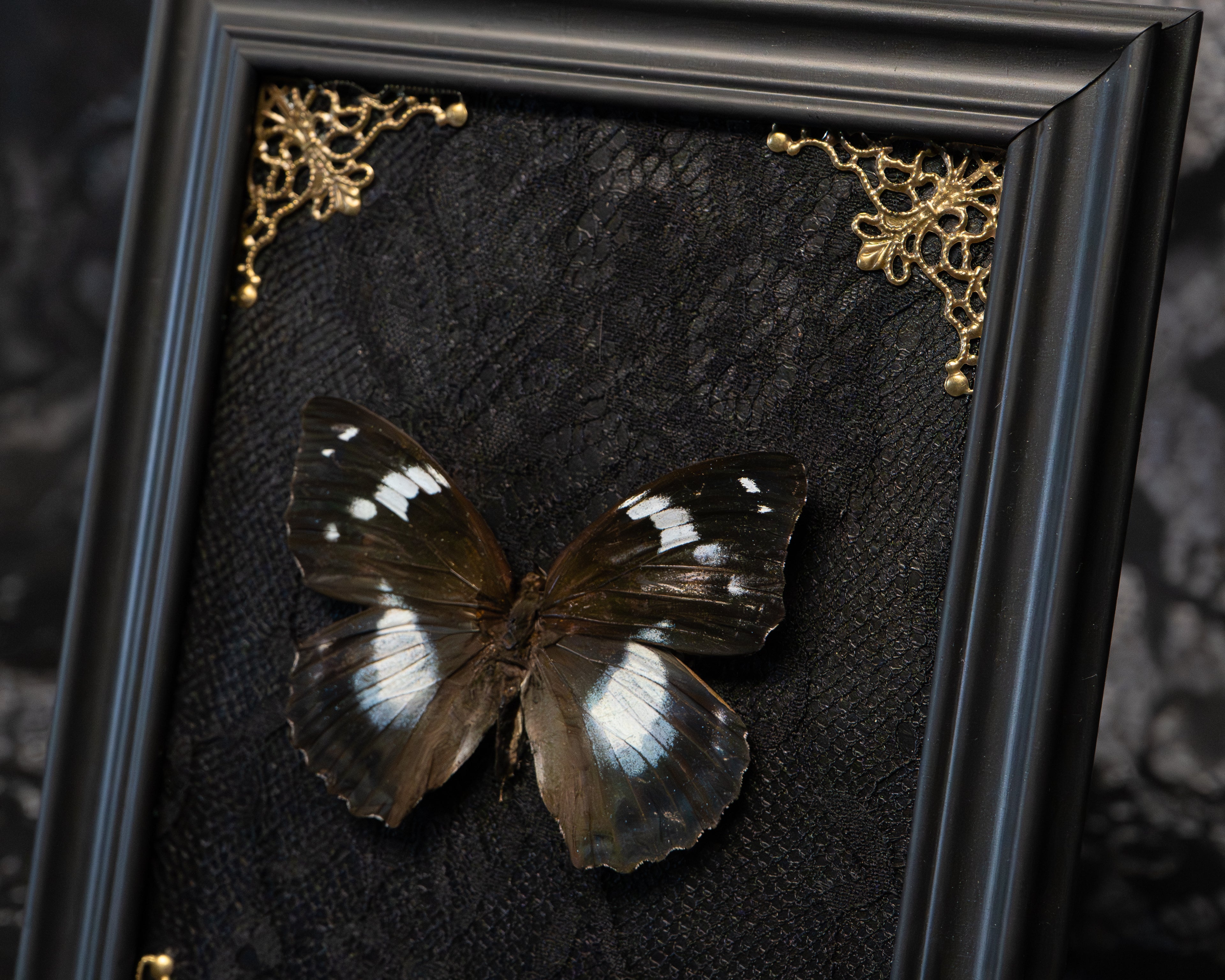Gothic Butterfly Frame