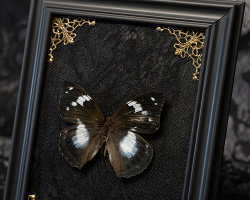 Gothic Butterfly Frame